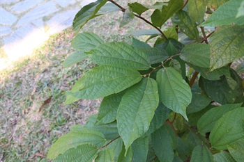 葉片互生，薄革質至紙質，卵形或卵狀長橢圓形，基部圓形，頂端漸尖，葉緣呈不規則細鋸齒狀或波狀。