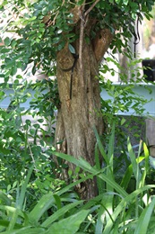 九里香的樹幹。