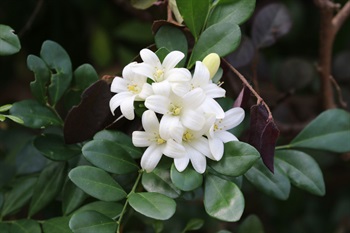 花瓣倒被針形或狹長橢圓形，呈白色，完全盛開時稍為反折。