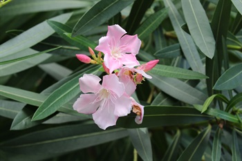 聚繖花序頂生，具分枝。花冠漏斗狀，花瓣5或栽培成重瓣花。