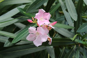 聚伞花序顶生，具分枝。花冠漏斗状，花瓣5或栽培成重瓣花。