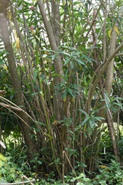 夹竹桃的树干。