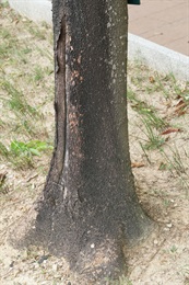 海南紅豆的樹幹。