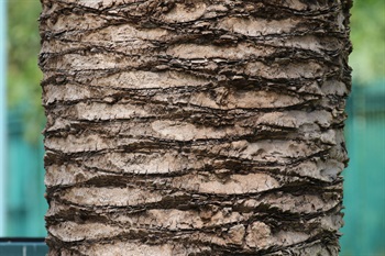 樹幹直立，具明顯及巨大的鑽石狀葉痕。