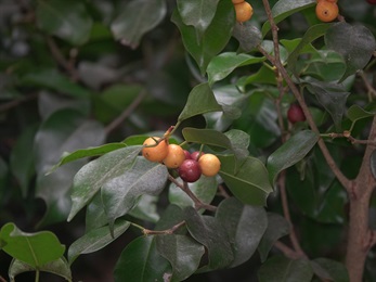 榕果成熟時橙黃色至紫紅色、光滑。