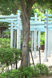 垂葉榕的樹幹。