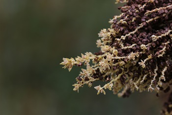 Inflorescences erect, branched, prophyll yellowish green, flowers yellowish white.