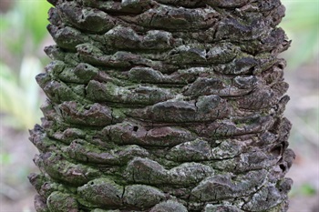 Stem dark brown, internodes very short, with persistent diamond-shaped petiole base. 