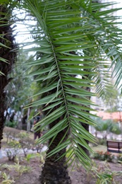 Pinnate, to 2 m, pinnae 40-130 per side of rachis, solitary or 2-3 arranged in different planes.