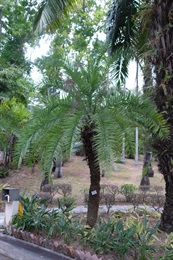 Overview of <em>Phoenix loureiroi</em> Kunth
