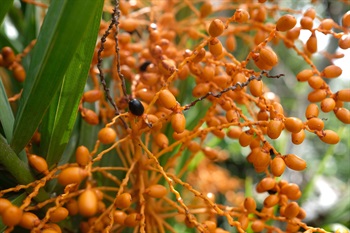 Fruit long ellipsoid, orange to black or purplish black when ripe.