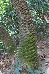 刺葵的樹幹。