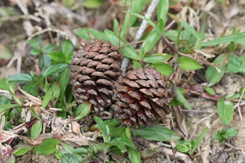球果懸垂，卵球形，成熟時由綠色轉為栗棕色。