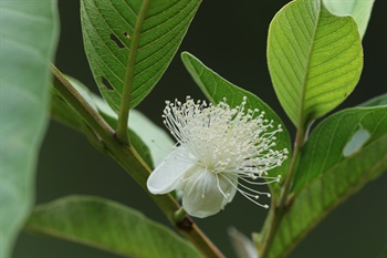 花單生或2-3朵組成聚傘花序，腋生。