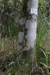 梭羅樹的樹幹。