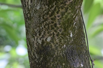 樹皮塊狀，粗糙，呈灰棕色，通常具菱形裂紋。