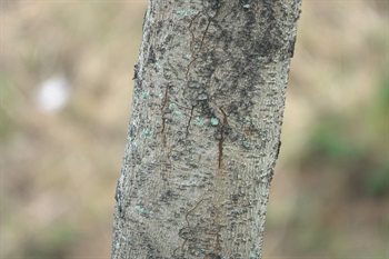 Bark of trunk dark brownish.
