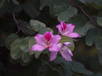 花瓣5片，最上方的花瓣上有明顯的暗紫色條紋。這植株的花瓣深紫紅色。