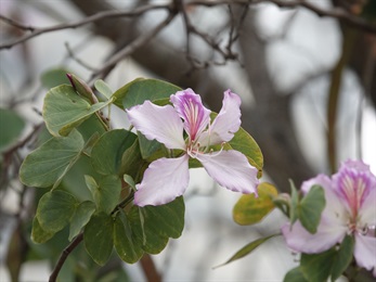 An individual with petals in paler violet, nearly whitish pink. The upper petal is marked with conspicuous dark purple and yellowish green streaks.