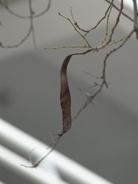 Legume strap-shaped, flattened.
