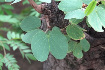 Leaves shaped like sheep hoof.