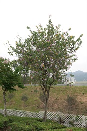 Overview of <em>Bauhinia variegata</em> L.
