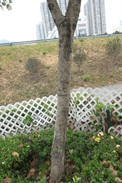 Trunk of <em>Bauhinia variegata</em> L.