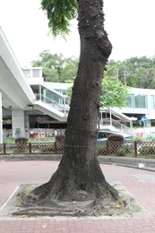 嶺南酸棗的樹幹。