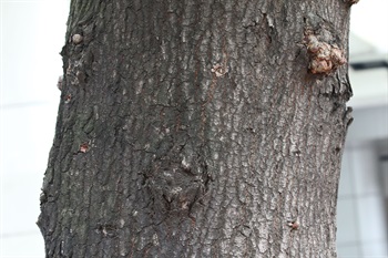 樹皮呈灰棕色。