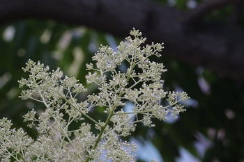 圓錐花序，腋生，大型。雌雄同株。花瓣呈白色，開花時反曲。