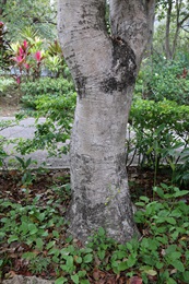 山蒲桃的樹幹。