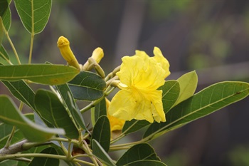 Panicles terminal, lepidote on both surfaces.