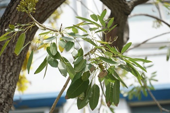 Palmately compound opposite, with 5-7 leaflets.