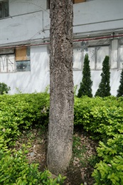 Trunk of <i>Tabebuia argentea</i> (Bureau and K. Schum.) Britton.