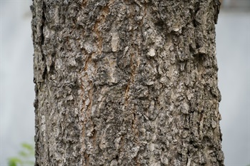 樹皮淡褐色，具明顯縱裂。
