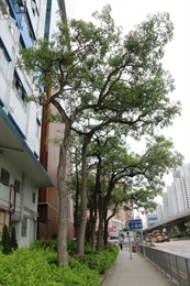 Overview of <i>Tabebuia argentea</i> (Bureau and K. Schum.) Britton.