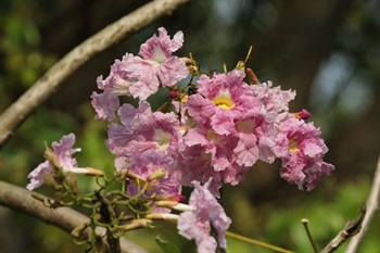 兩性花，雌雄同株。花萼鐘狀和二唇形。