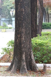 落羽杉的樹幹。