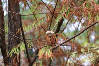 球果球形，成熟時由綠色轉為棕黃色或被白色粉末。