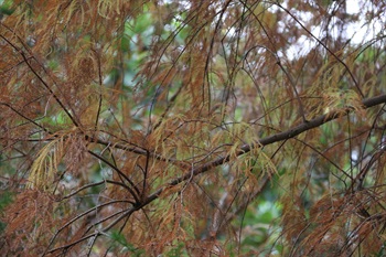 葉片互生，當年生小枝上排成2列，葉片條狀，扁平，基部扭轉，葉面呈淡綠色。