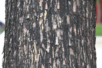 樹皮褐色，長條狀剝落。