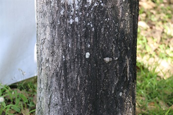 澳洲欖仁的樹幹。