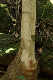 厚皮香的樹幹。