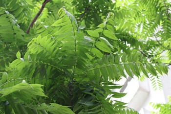 偶數羽狀複葉，互生，小葉14-28片，對生或互生。