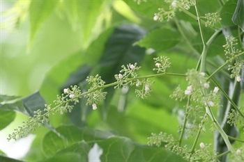花朵較小，花瓣5片，呈白色或粉紅色。