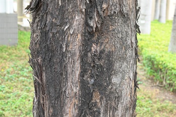 老樹的主幹樹皮深褐色、粗糙，具不規則縱裂紋，內皮紅褐色。