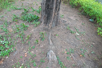 木麻黃的根領。