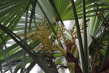 穗狀花序，花序在開花前包裹於佛焰苞內。