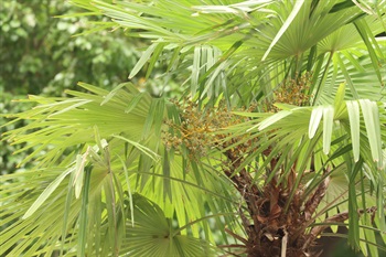 Drupes spherical to long elliptic, turning yellowish green to blue when ripe.