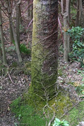 Trunk of <i>Trachycarpus fortunei</i> (Hook.) H. Wendl.